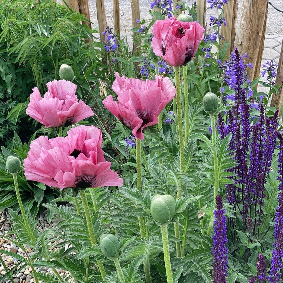 oriental poppy