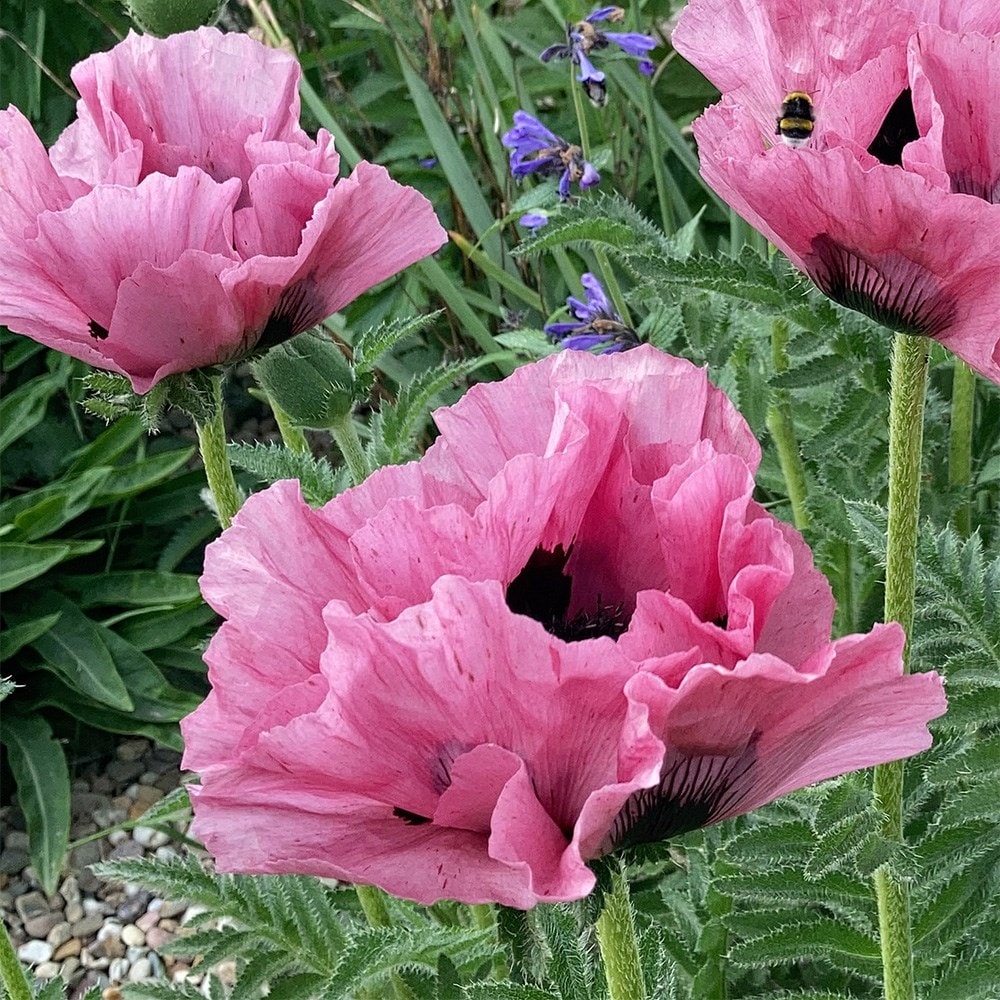 Buy oriental poppy Papaver '(Oriental Group) Pink Perfection': Delivery ...