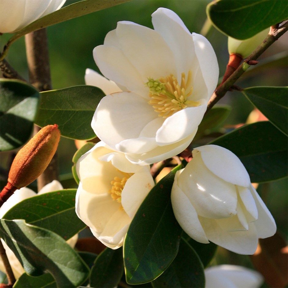 magnolia