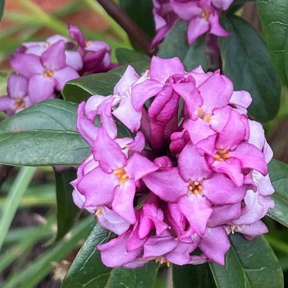 <i>Daphne bholua</i> 'Mary Rose'