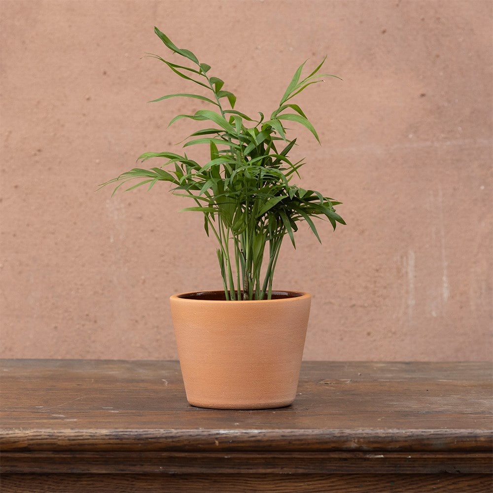 Product options image