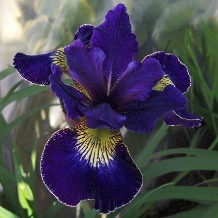 Iris Golden Edge