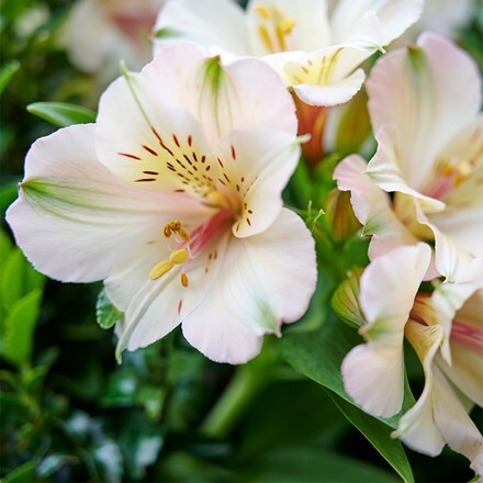 Alstroemeria Beach Valley (Summer Paradise - Valley Series)