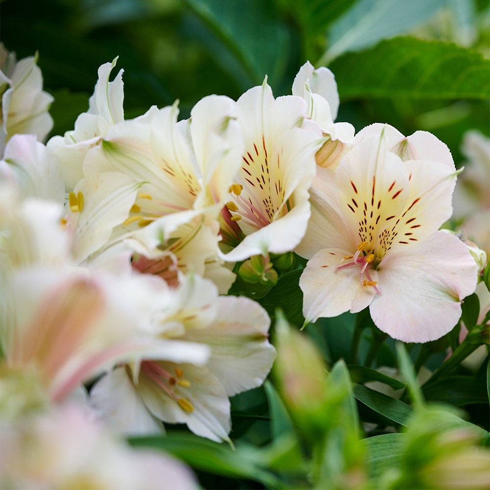 <i>Alstroemeria</i> <b class=small-caps>Beach Valley </b> (Summer Paradise - Valley Series)
