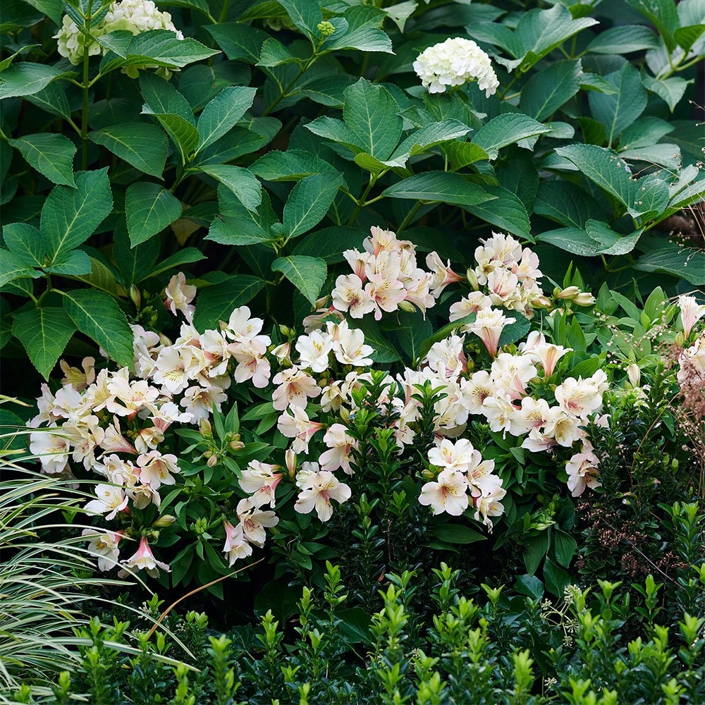 <i>Alstroemeria</i> <b class=small-caps>Beach Valley </b> (Summer Paradise - Valley Series)