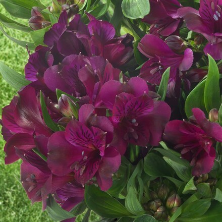 Alstroemeria Inticancha Paraíso ('Tesparai') (PBR) (Inticancha Series)