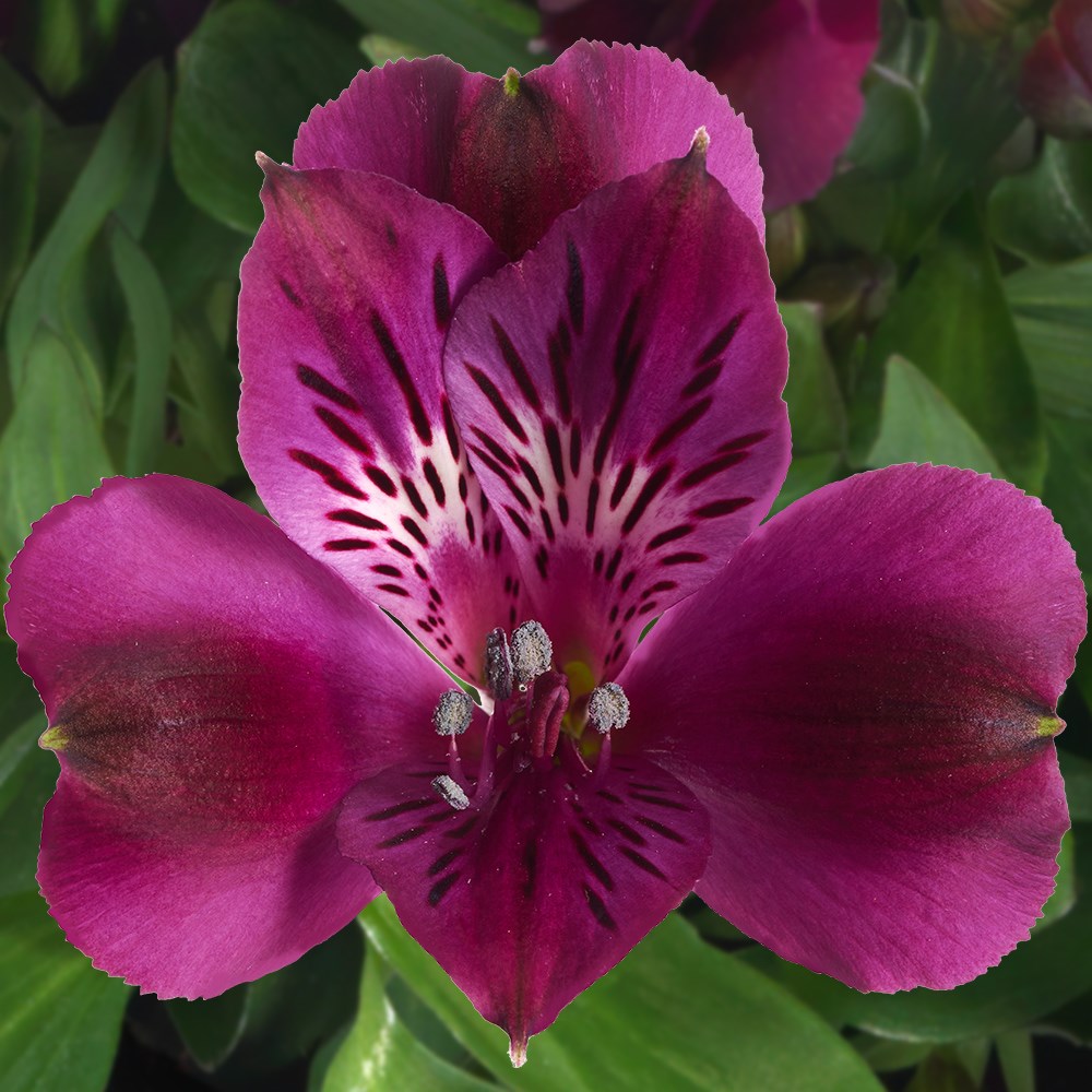 <i>Alstroemeria</i> <b class=small-caps>Inticancha Paraiso</b> ('Tesparai') (PBR) (Inticancha Series)
