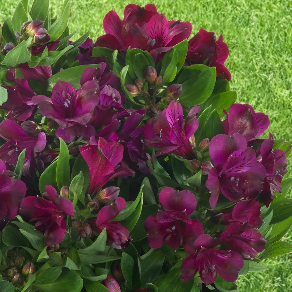 <i>Alstroemeria</i> <b class=small-caps>Inticancha Paraiso</b> ('Tesparai') (PBR) (Inticancha Series)