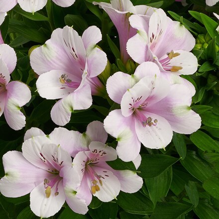 Alstroemeria Inticancha Moonlight ('Tesmoonli') (PBR) (Inticancha Series)