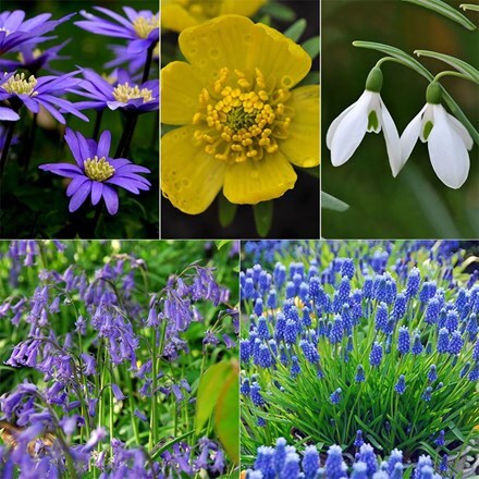 Naturalising bulb collection