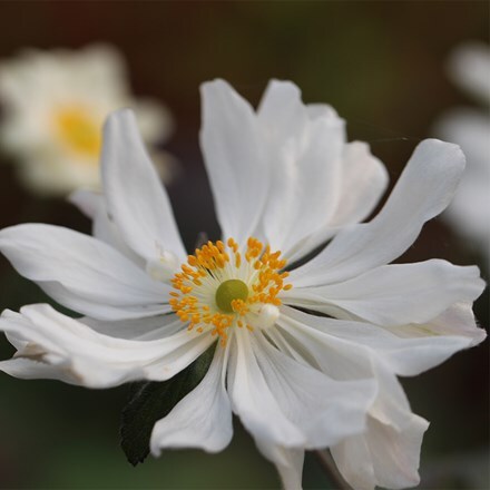 Anemone × hybrida Whirlwind
