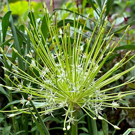 Allium schubertii Arctic Snow