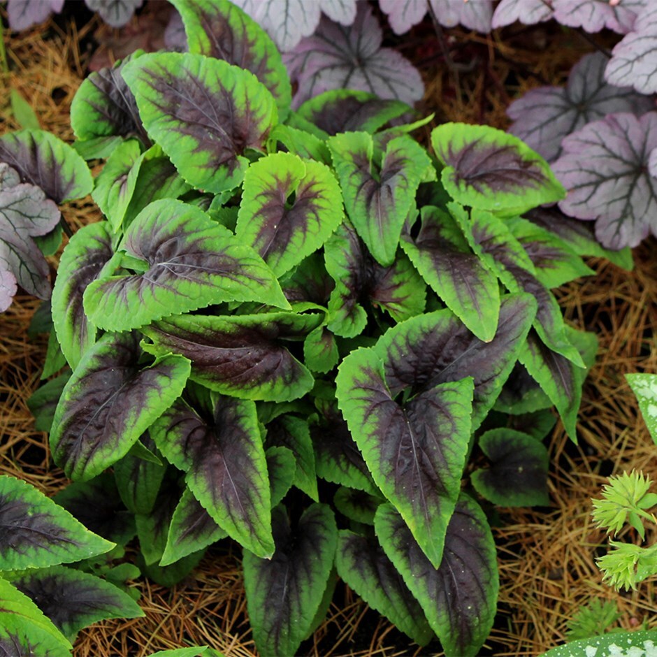 viola