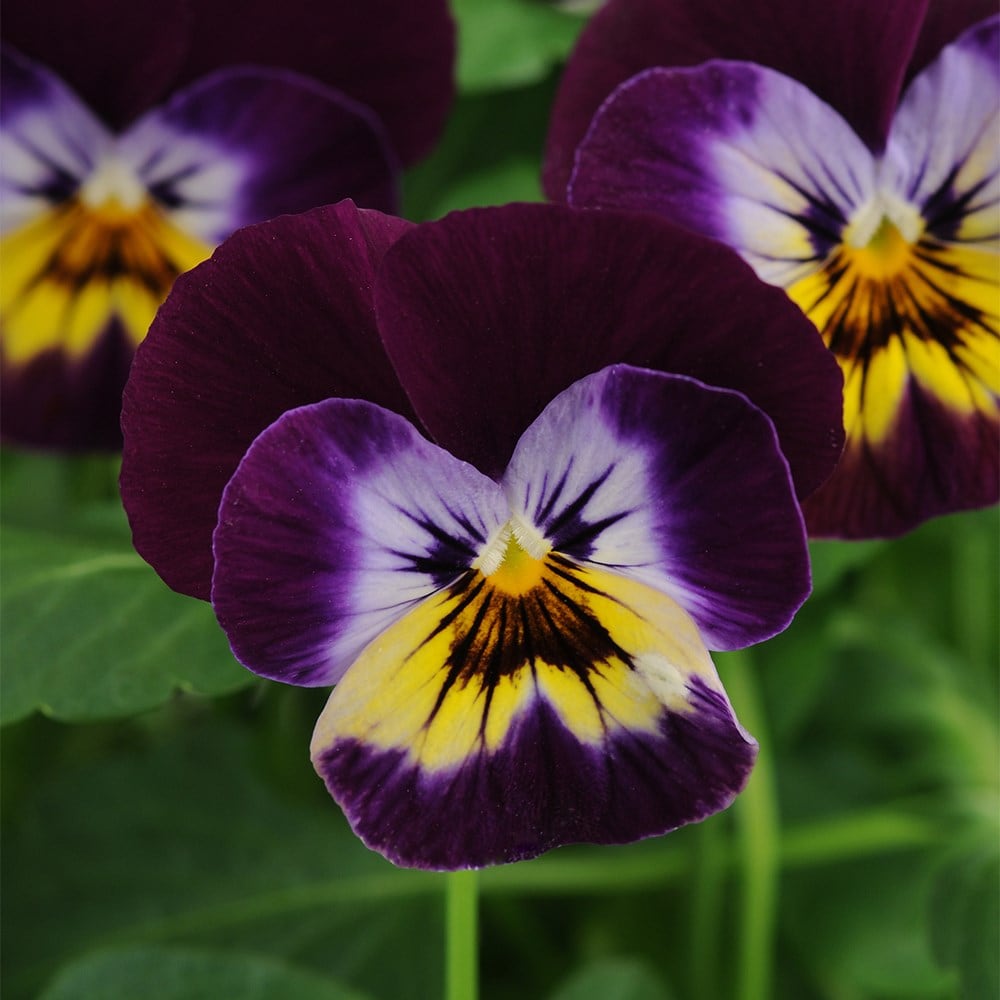 <i>Viola</i> <b>Sorbet F1 Midnight Glow</b> (Sorbet Series)
