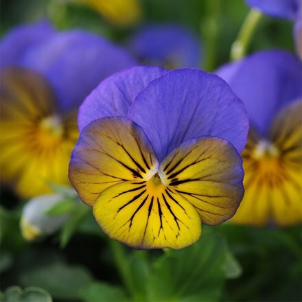 Viola Sorbet XP Morpho (Sorbet XP Series)