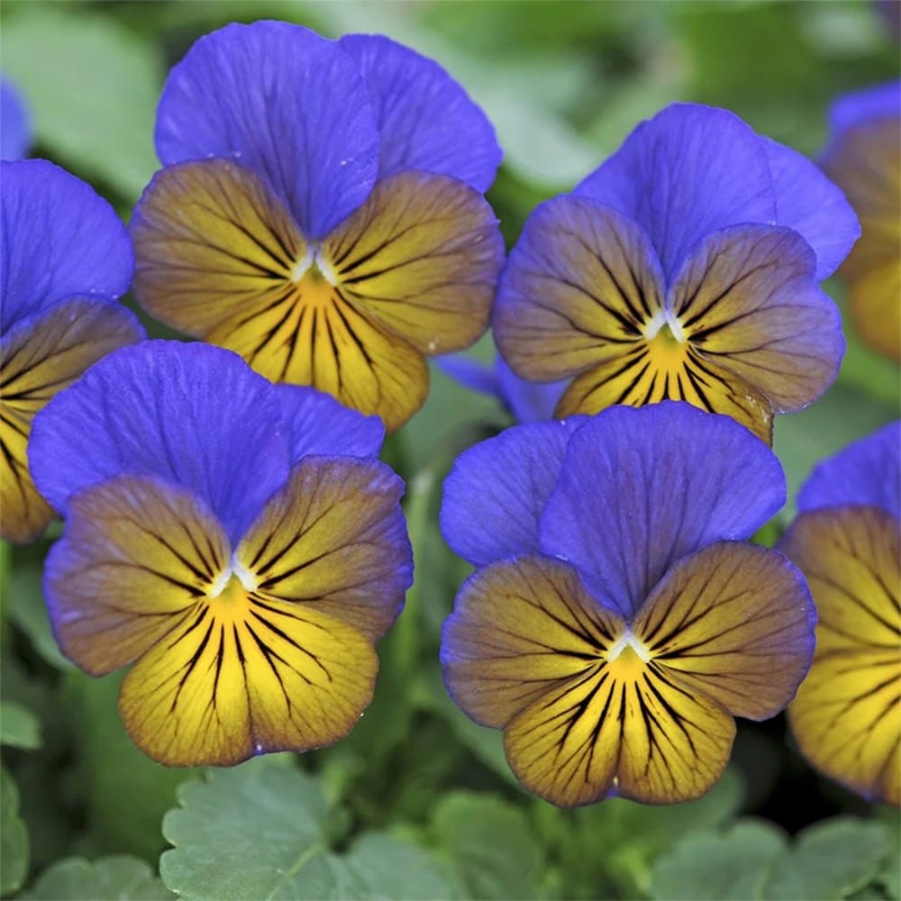 <i>Viola</i> <b>Sorbet XP Morpho</b> (Sorbet XP Series)