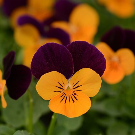 Viola Sorbet XP Orange Jump Up (Sorbet XP Series)