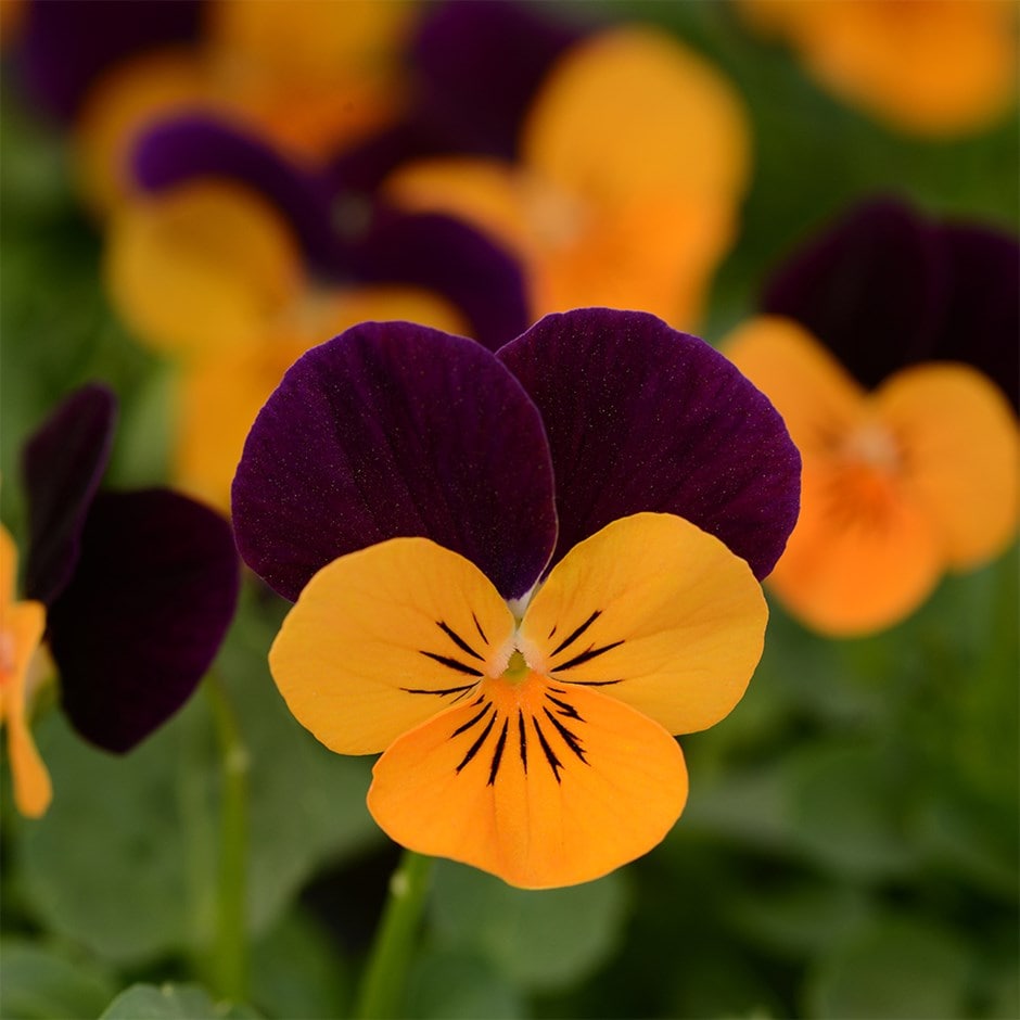 <i>Viola</i> <b>Sorbet XP Orange Jump Up</b> (Sorbet XP Series)