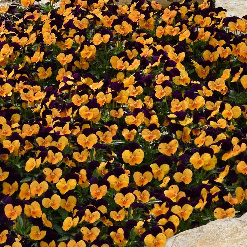 <i>Viola</i> <b>Sorbet XP Orange Jump Up</b> (Sorbet XP Series)