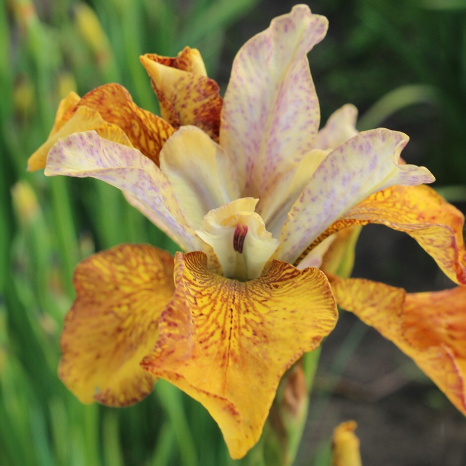 <i>Iris</i> 'Ginger Twist'