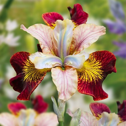 Iris Laughing Beauty