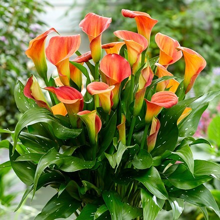 Zantedeschia Sunset Passion