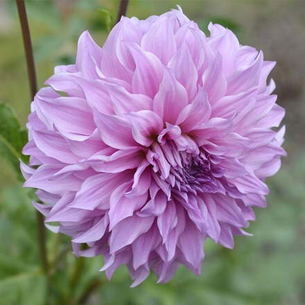 Dahlia Vassio Meggos