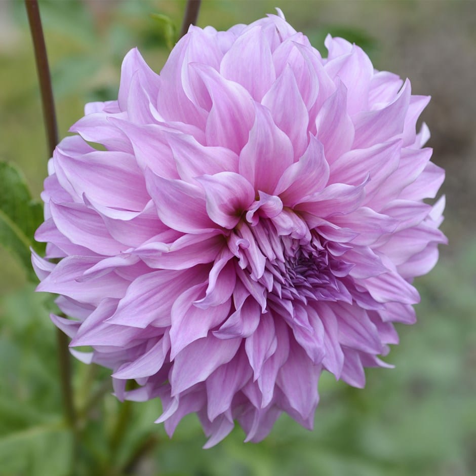 decorative (dinnerplate) dahlia