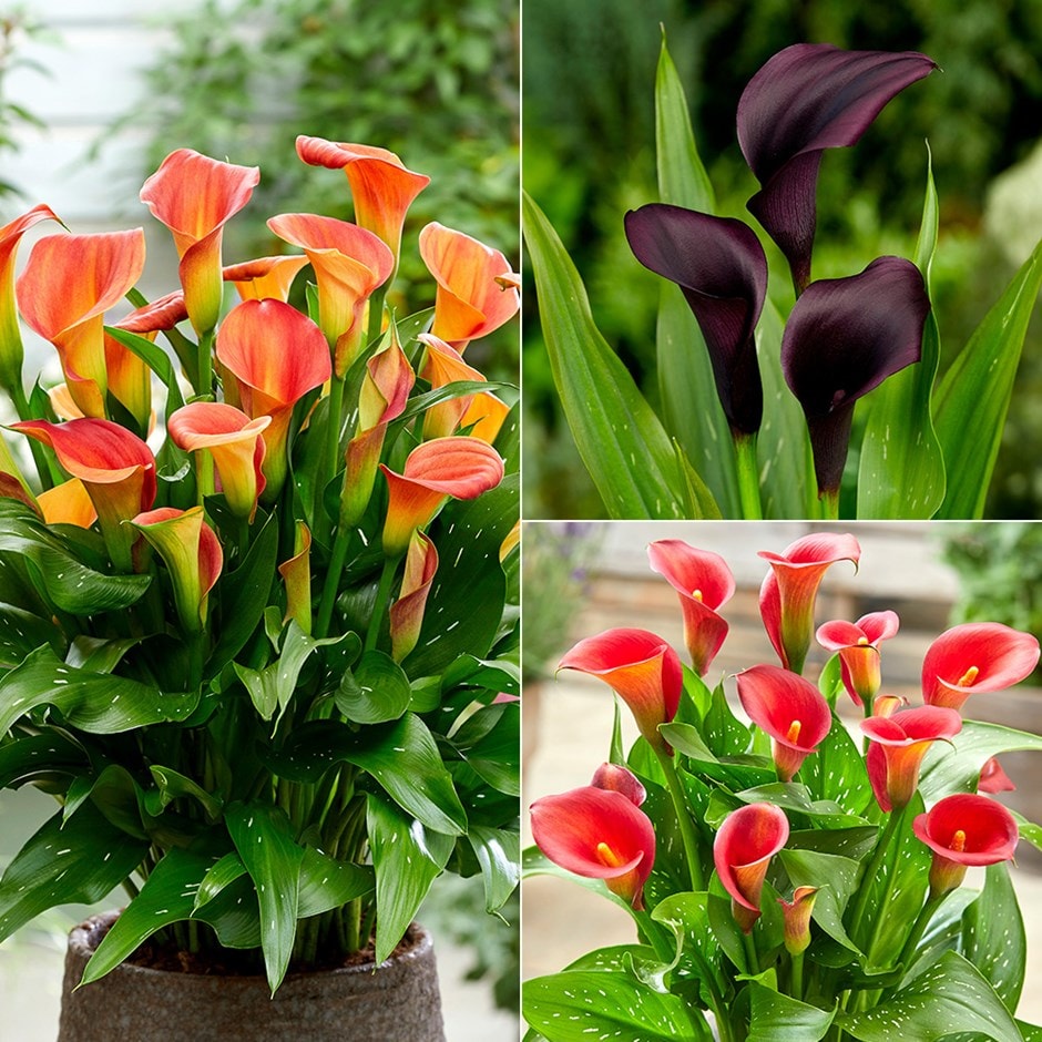 calla lily collection