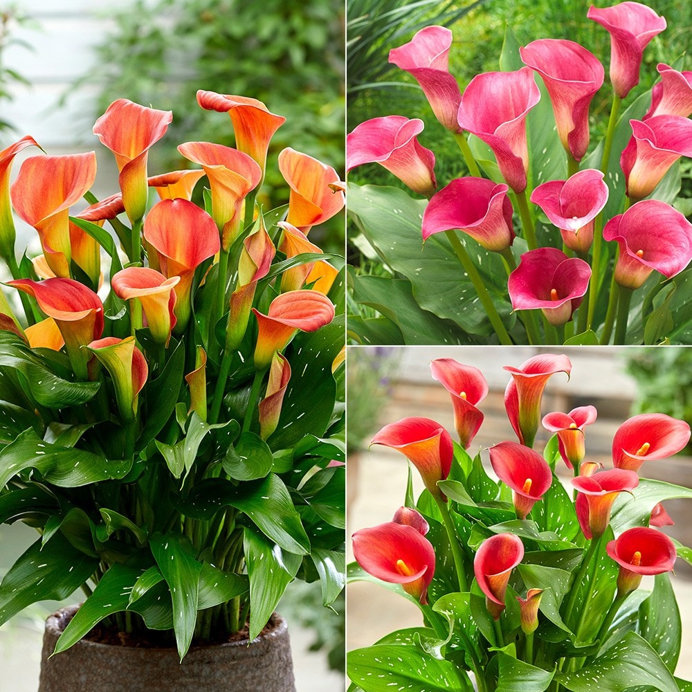 Product options image