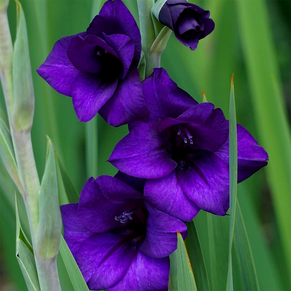 gladioli bulbs