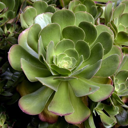 Aeonium arboreum