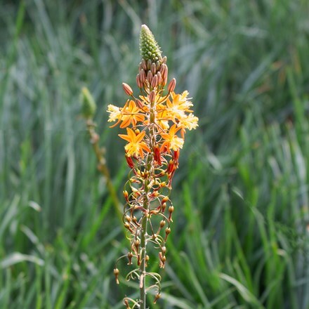 Bulbine frutescens Orange