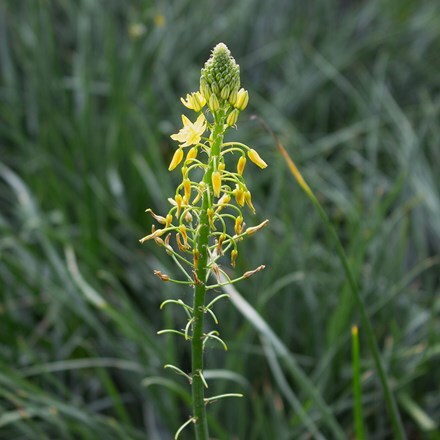 Bulbine frutescens Yellow
