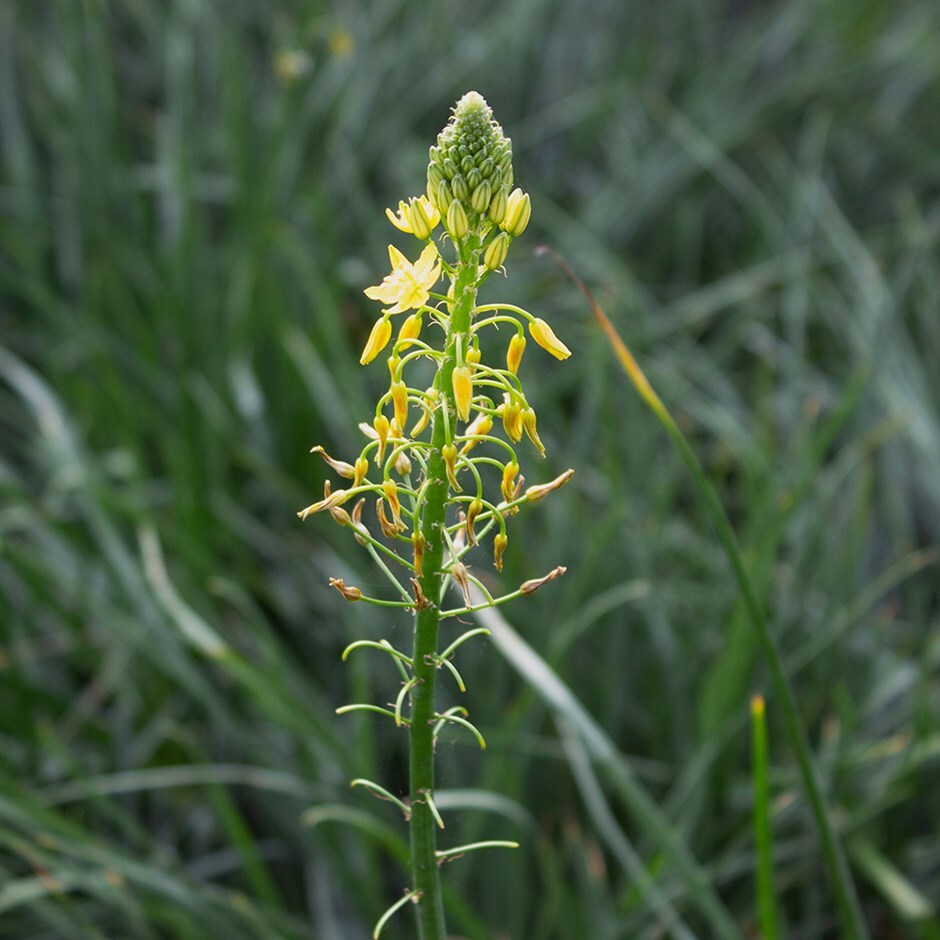stalked bulbine