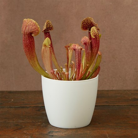 Sarracenia Barba