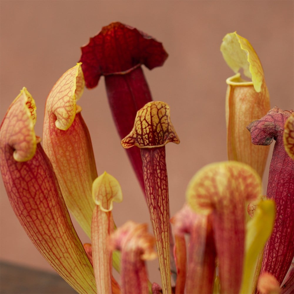 <i>Sarracenia</i> 'Barba'