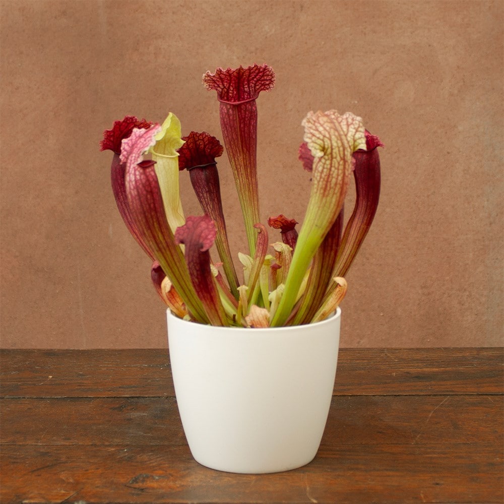 <i>Sarracenia</i> 'Fiona'
