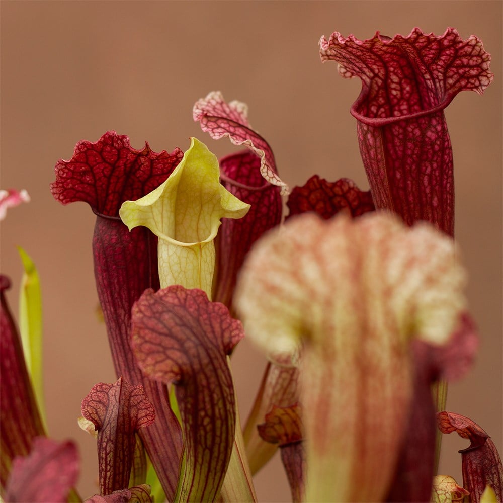 <i>Sarracenia</i> 'Fiona'