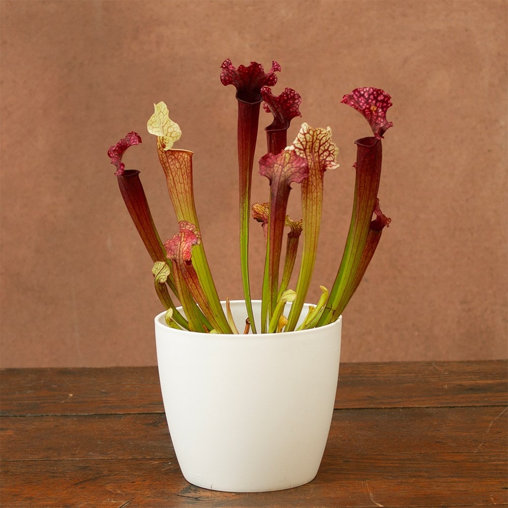 <i>Sarracenia</i> 'Judith Hindle'