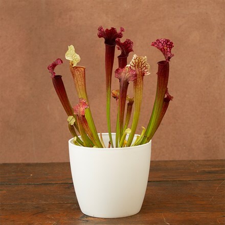 Sarracenia Judith Hindle