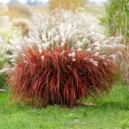 Miscanthus sinensis Lady in Red