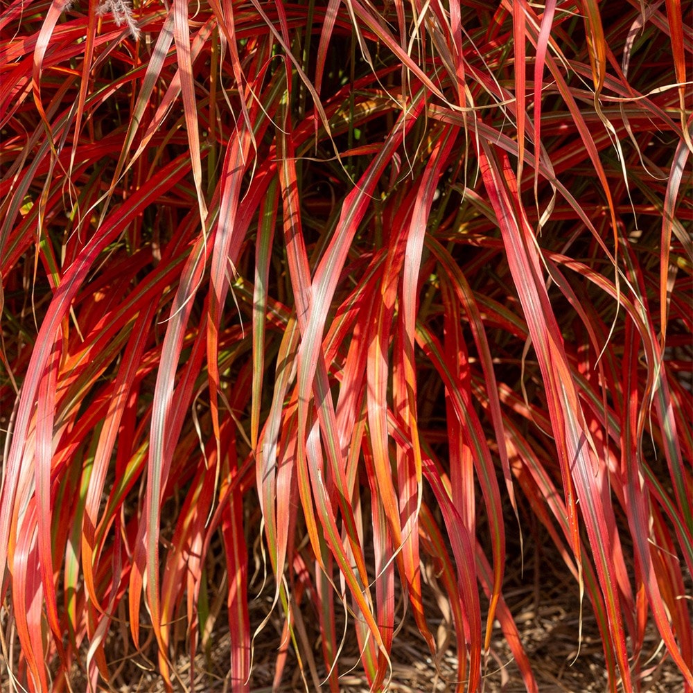 <i>Miscanthus sinensis</i> 'Lady in Red'