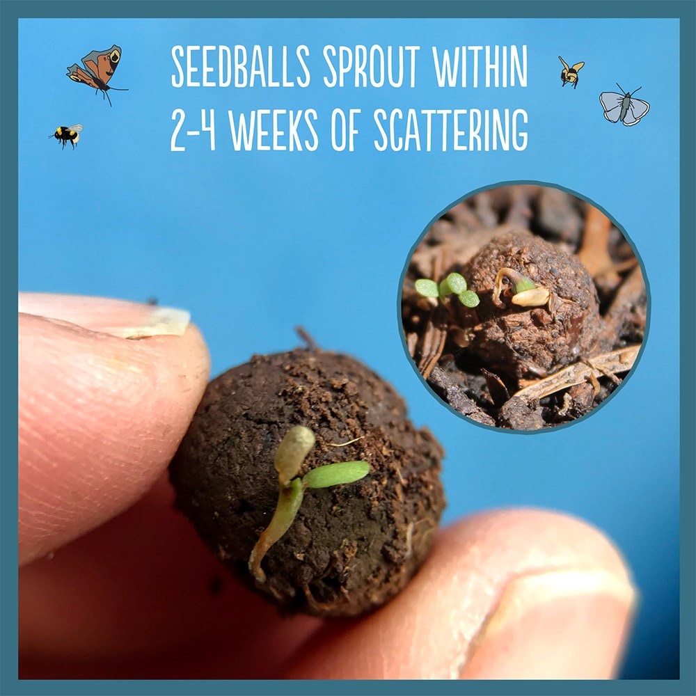 Seedballs mint