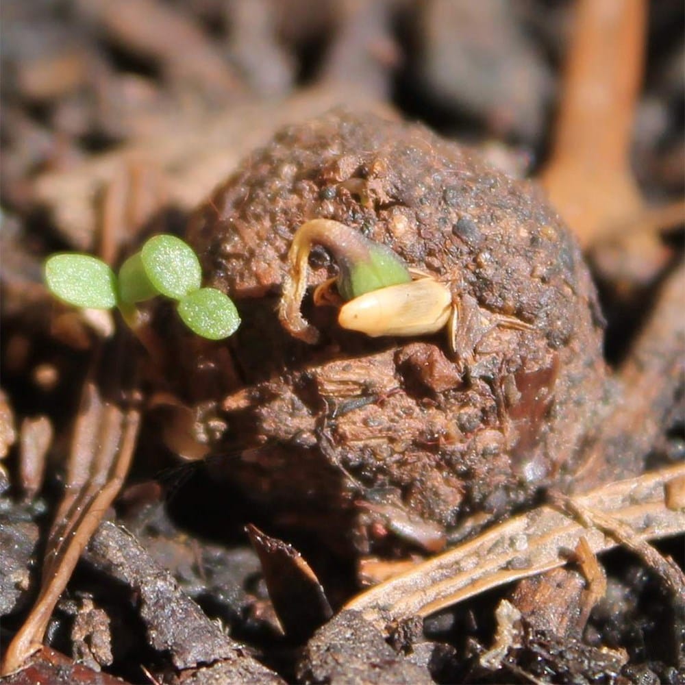 Seedballs mint