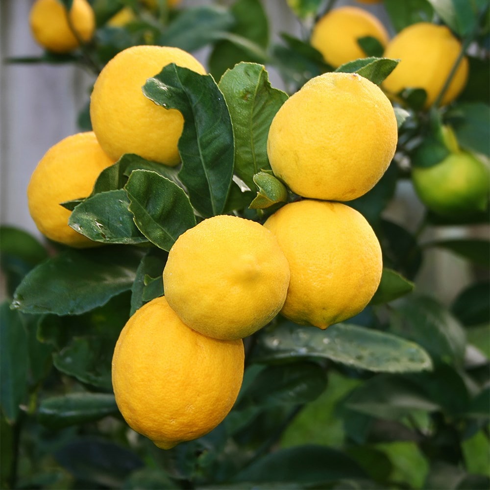 lemon 'Meyer'