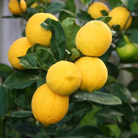 Citrus Meyer
