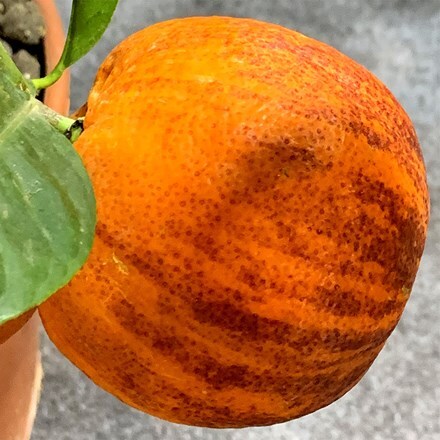 Citrus Arcobal Orange