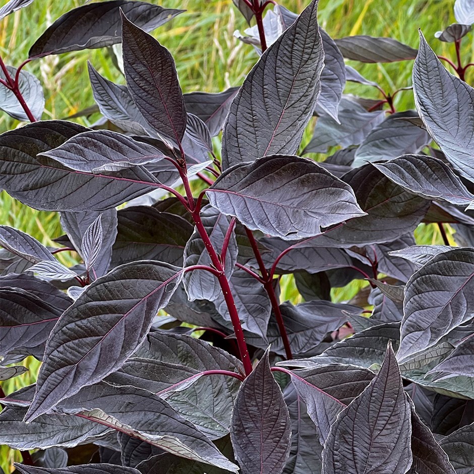 dogwood