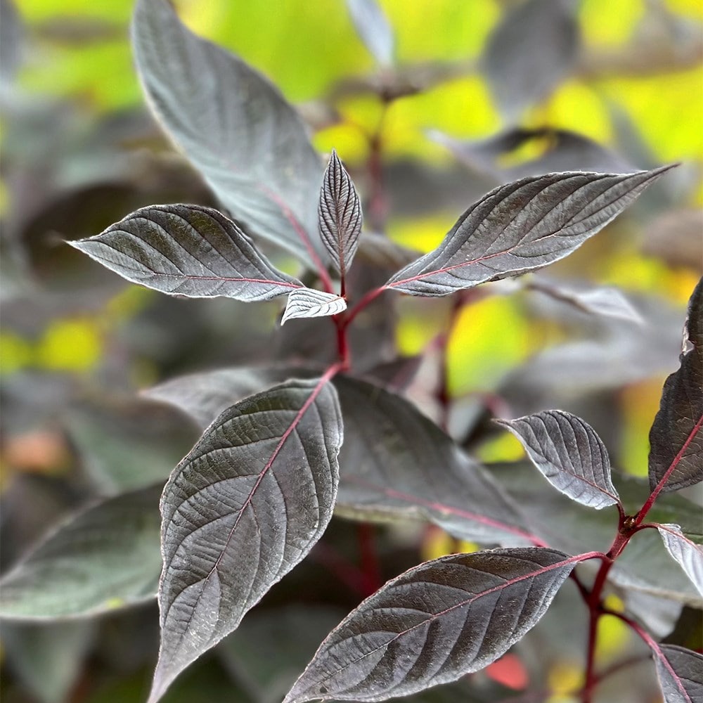 <i>Cornus alba</i> <b class=small-caps>Nightfall</b> ('Verpaalen3') (PBR)